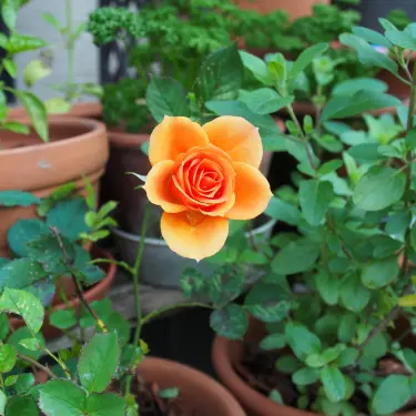 Roser i krukker: Sådan får du succes